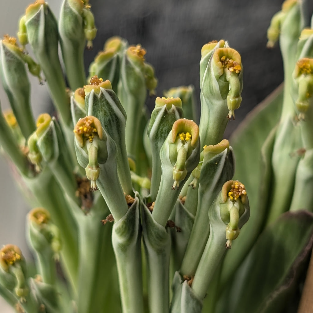 Euphorbia yattana - 5 Seeds