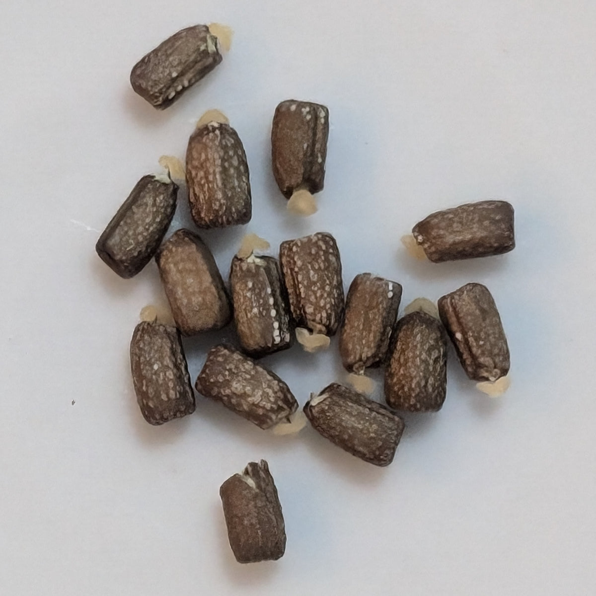 Euphorbia yattana - 5 Seeds