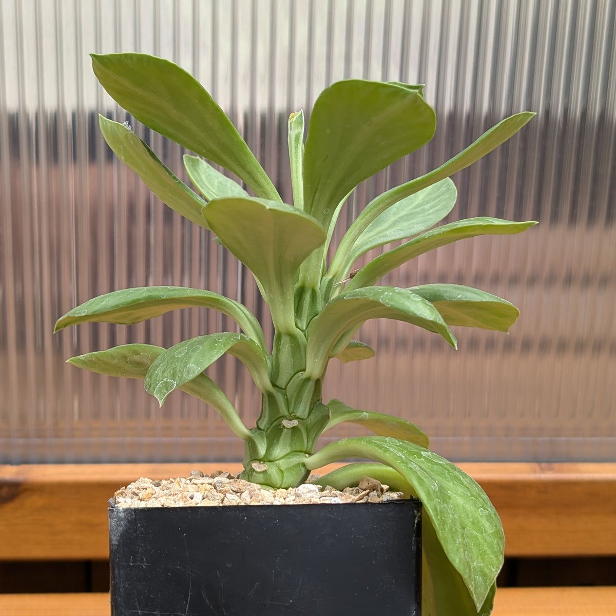 Euphorbia yattana - 5 Seeds